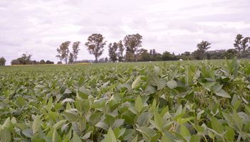 La soja se encuentra en muy buen estado y podría batir récord en el centro norte de Santa Fe