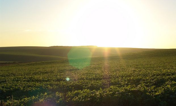 Los cultivos de soja y maíz, en estado crítico por la ola de calor