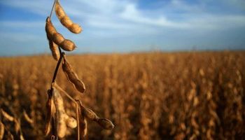 Máximo de dos semanas para el precio de la soja: llegó a US$ 215 en el mercado local