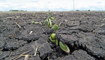 Segunda jornada con fuertes subas para soja, trigo y maíz: cómo impactó en el mercado local