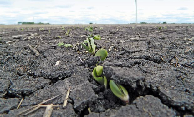 Chicago: máximo de tres meses para el maíz y de cuatro meses para la soja tras los datos del USDA