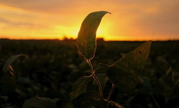 Las lluvias esperadas para la próxima semana en Argentina podrían retrasar la cosecha de soja en algunas áreas.