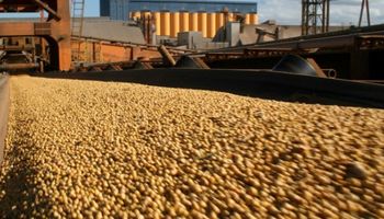 Soja: acumulación de stocks podría derivar en un "efecto Puerta 12"