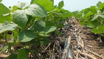 CBOT: tercera rueda de baja para soja, cereales acompañan
