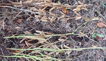 Cosecha gruesa: qué hacer con la soja de tallo verde y brotada