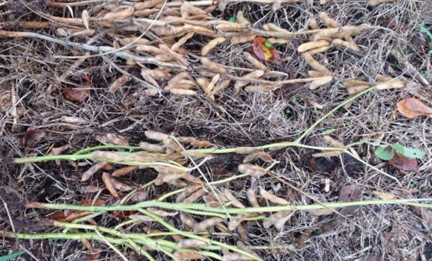 El presente de las plantas muestra un desbalance en la maduración de la soja.