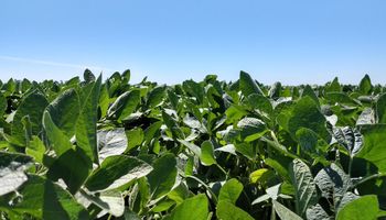 Exportaciones dan sustento a las cotizaciones de soja y maíz en Chicago