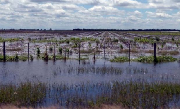 u$s 5000 millones de la producción sojera en riesgo.