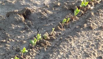 Agroindustria recortó el área con soja por la falta de humedad