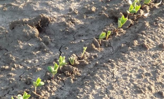 El Ministerio de Agroindustria estimó que el área sembrada con soja para la campaña 2017/2018 será de 16,75 millones de hectáreas.
