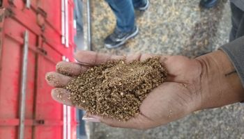Soja com areia e mofo: operação apreende 39 toneladas adulteradas no Paraná