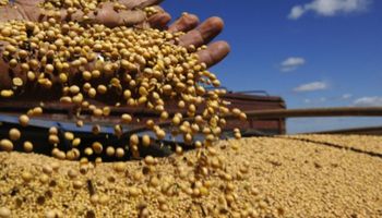 Soja: lenta comercialización por valores que no conforman