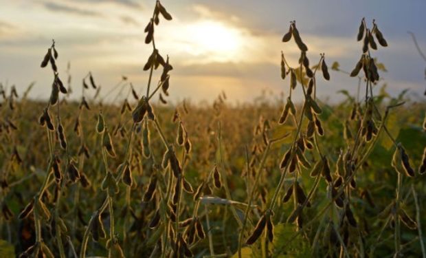 Las preocupaciones en Argentina ante la persistencia del clima seco continúan apuntalando a los precios de la soja.