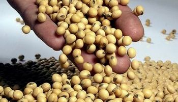 Nuevas subas: pagaron hasta $6.200 por la soja en Rosario