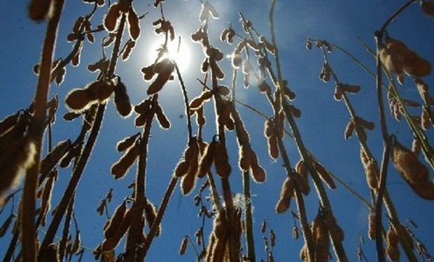 Granos arrancan la semana en baja.