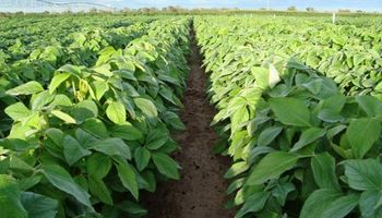 La soja regresó al terreno negativo en CBOT