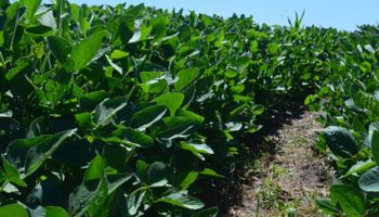 Para el USDA también habrá menos soja en Argentina