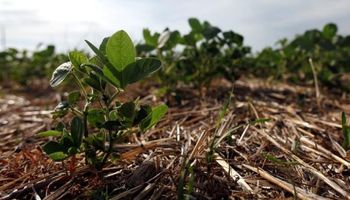Soja: balance de una campaña empañada por el clima adverso