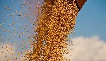 Pymes extrusoras de soja reclaman tratamiento diferenciado