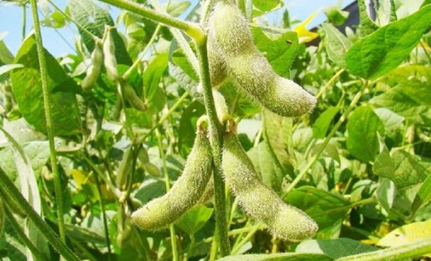 La soja alcanzó un máximo de las últimas dos semanas en Chicago, a pesar de que la consultora Agroconsult haya elevado la estimación para Brasil.