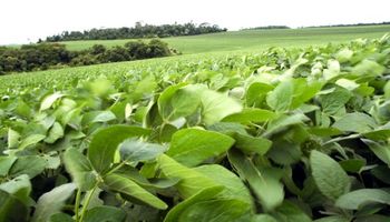 La soja avanza a pesar de los datos negativos del USDA