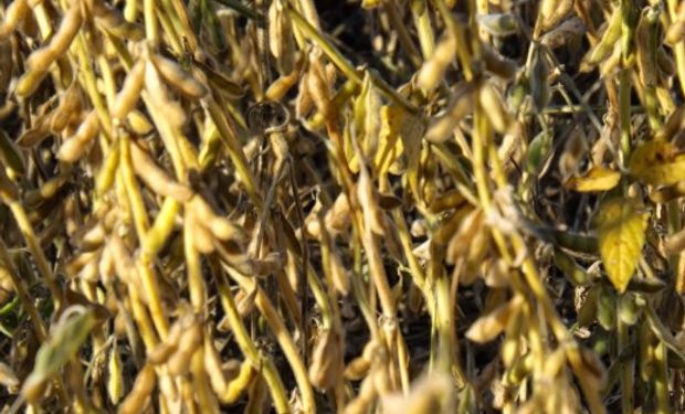 Otro fundamento alcista que añadió fuerza en el mercado de soja fue la molienda de soja mensual en Estados Unidos.