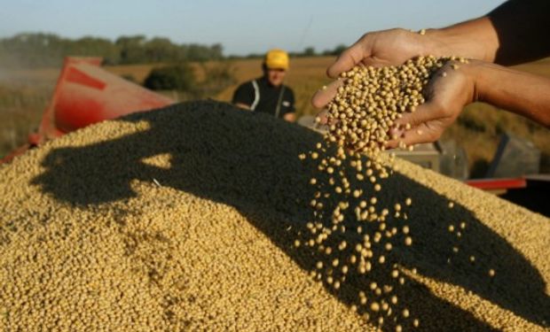 CBOT: leves cambios para los granos