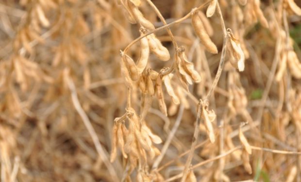 El laboratorio de Calidad Industrial y Valor Agregado de Cereales y Oleaginosas del INTA Marcos Juárez –Córdoba– analizó el cultivo en la región sojera.