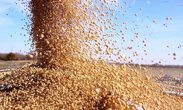 Las expectativas de llegadas de grandes cargamentos de granos de soja han impactado los valores de la harina de soja