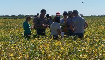 Mirá las claves para fortalecer la soja en el NEA