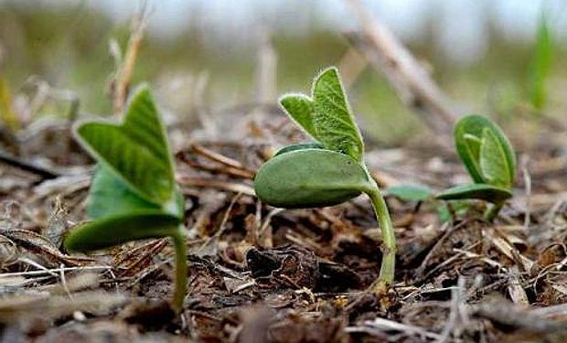 Es por el crecimiento del maíz y del girasol.