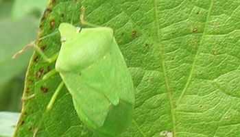 Es fundamental promover las buenas prácticas en el manejo de plagas