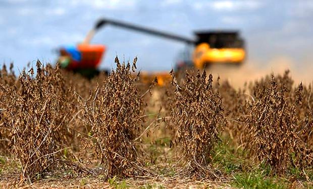 Bahia confirma maior produtividade de soja de sua história na safra 2024/2025