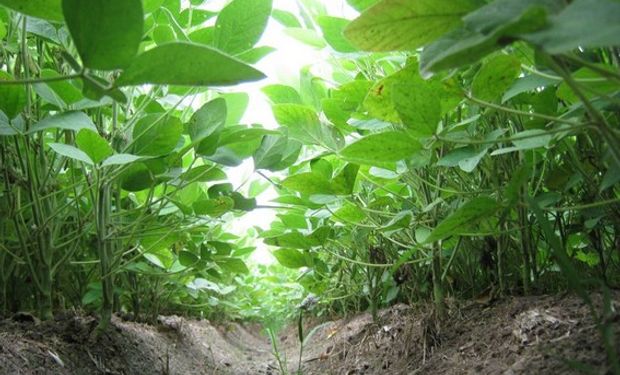 Brasil llevó fundamentos bajistas al mercado.