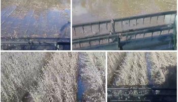 Soja bajo el agua: así se cosecha en Santa Fe