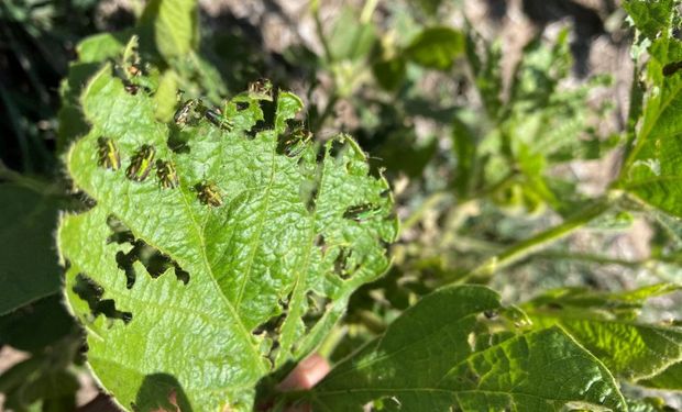 Isoca bolillera y vaquita defoliadora, las principales plagas que amenazan la soja