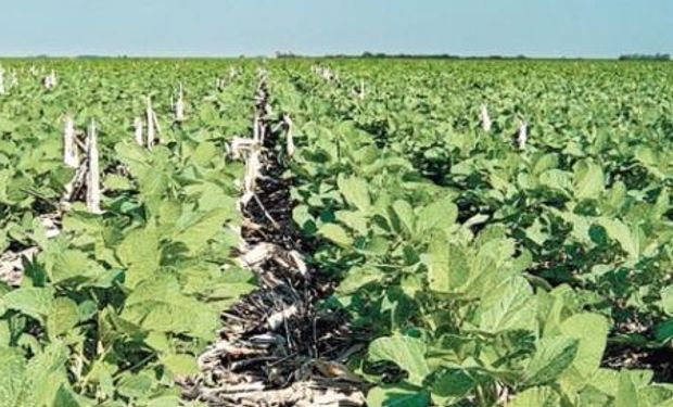 La siembra de soja en Brasil alcanzó el 79%