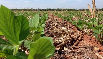 Siembra de soja llega al 65,5% 