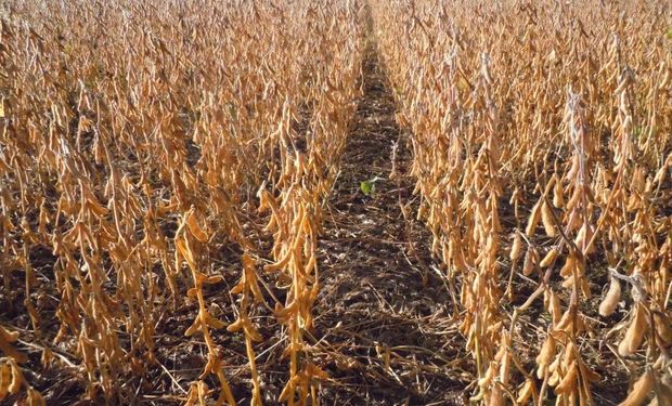 Se estima que este año que la producción de soja en Brasil aumentaría de 86,1 millones de toneladas (2013/2014) a 95,8 millones de tn.