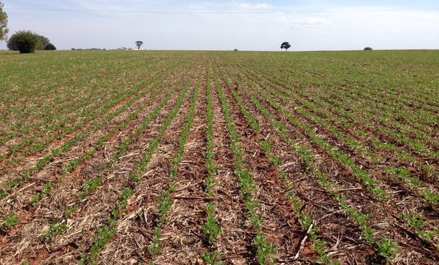 Las lluvias normalizaron la humedad del suelo en la zona agrícola central