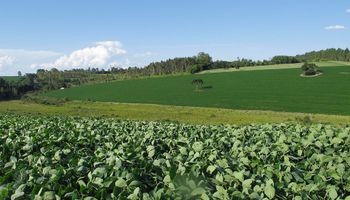 Brasil produciría 91,8 millones de ton. de soja