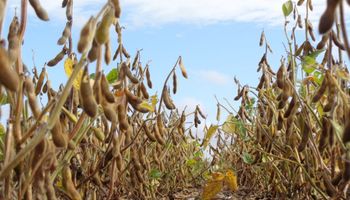 Brasil: Ajuste leve en la estimación de soja