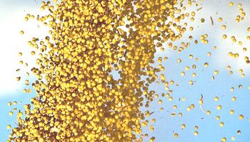 Una Bolsa de Cereales del NOA centralizará la producción y comercialización de granos
