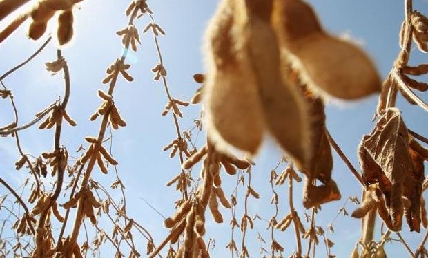 CBOT con la mira en la política de biocombustibles de los Estados Unidos.