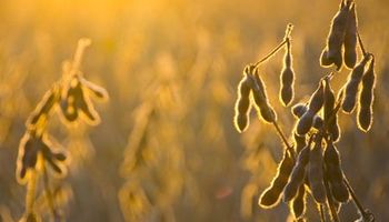 CBOT: nuevo comienzo positivo de semana para la soja