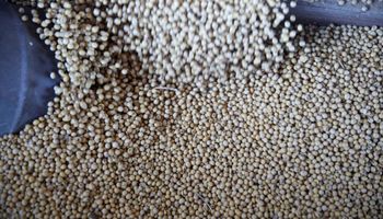 En Rosario el precio de la soja cayó hasta los US$ 200 la tonelada