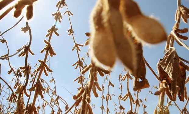 A pesar de la disminución de la soja, el mercado se mantuvo en camino a una ganancia semanal, con un clima seco en Argentina que apuntala los precios.