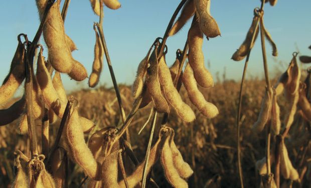 Soja y maíz: el martes puede ser un día clave para el mercado de granos