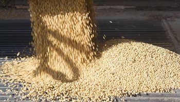El precio de la soja en el mercado local subió US$ 12 en una semana