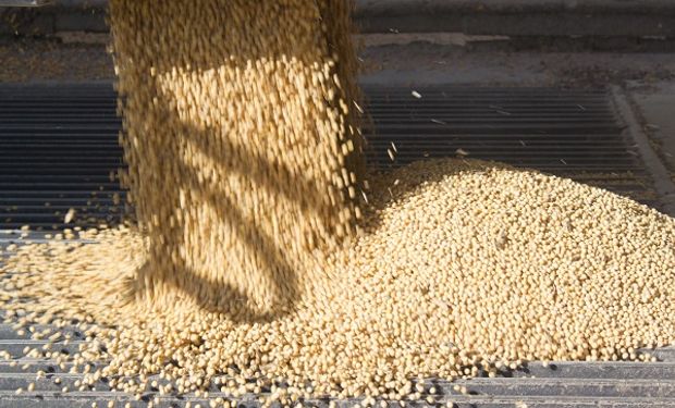 El precio de la soja en el mercado local subió US$ 12 en una semana